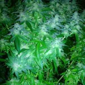 Meet your Posher, Robbin